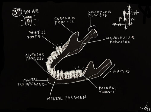Jaw bone 02 by Julien Hayot, 소묘 for Sale on Singulart
