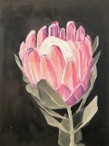 Protea Blume by Diana Krinninger, 회화 for Sale on Singulart