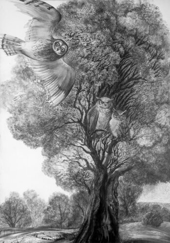 Owls von Lana Korolievskaia, Zeichnungen kaufen auf Singulart