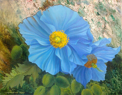Himalayan blue poppies van Lana Korolievskaia, Schilderij te koop op Singulart