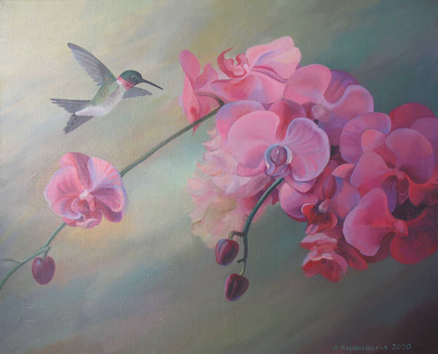 Orchid Lana Korolievskaia