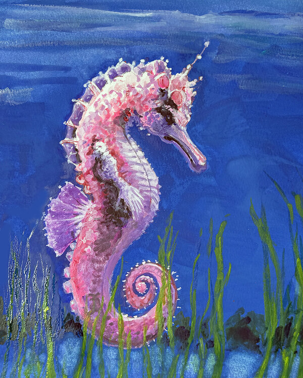 Pink Bargibant Seahorse Charles Wallis