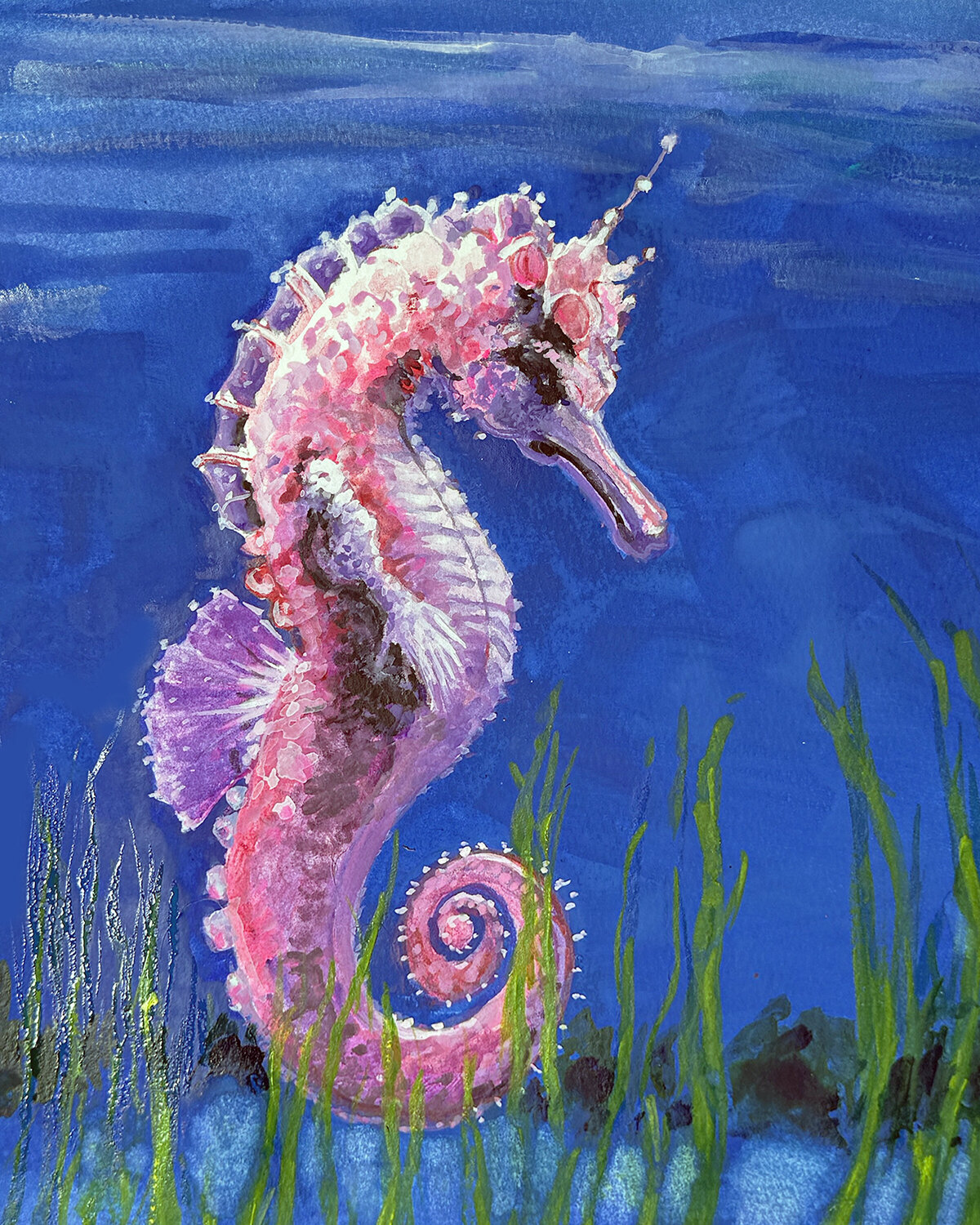 Pink Bargibant Seahorse Charles Wallis