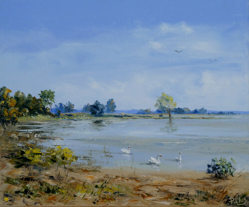 Cygnes au lac du Der van Pascal Clus, Schilderij te koop op Singulart