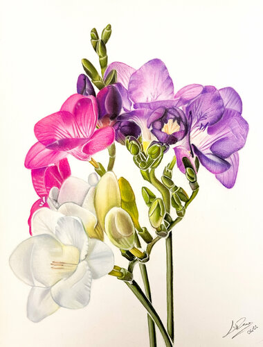 Fiori in fioritura di LETTERIA - LILLYLILLA' RUSSO, Disegno in vendita su Singulart