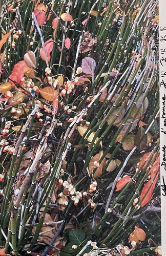 Danse de l'automne by Catherine Hoang, 사진 for Sale on Singulart