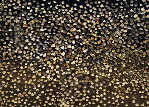 Petals of Shells Theo Papathomas