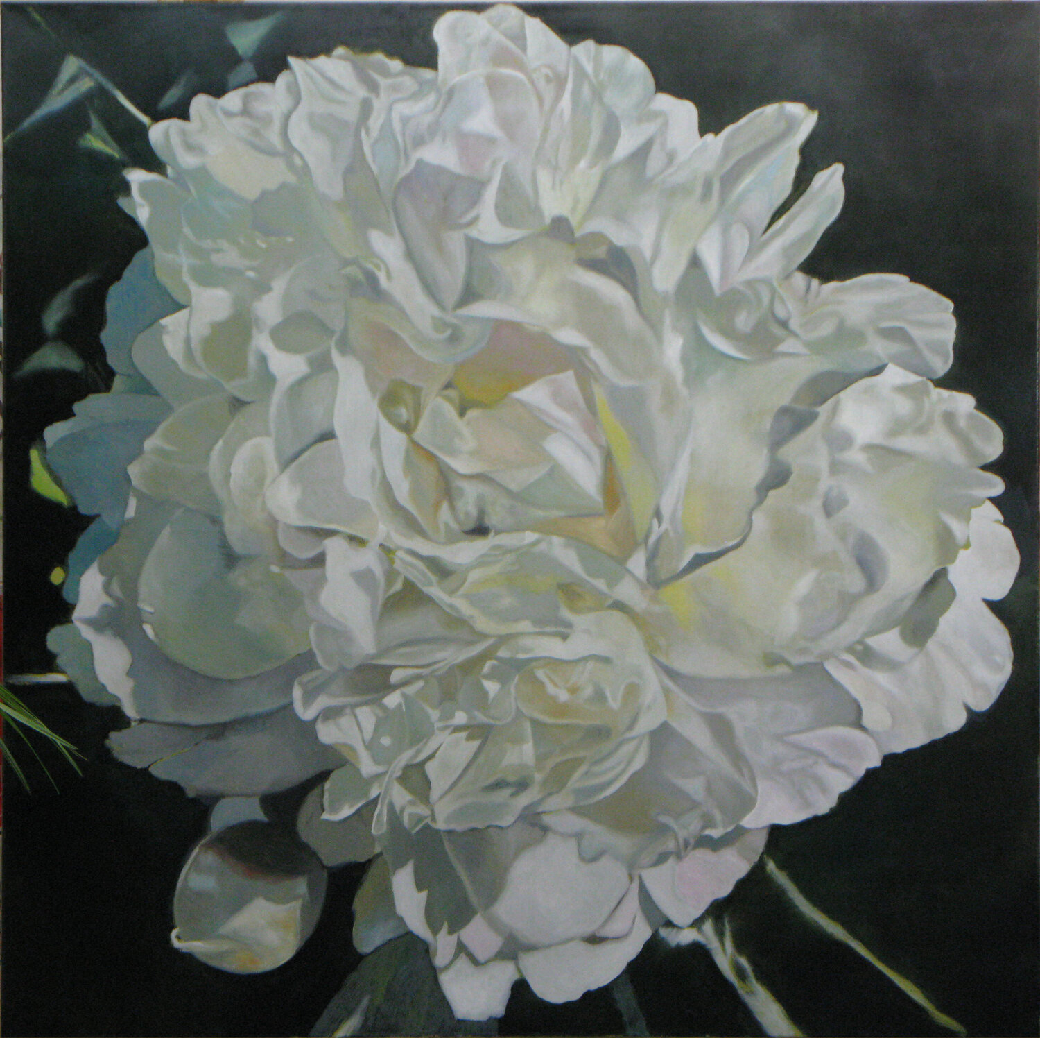 White Peony richard jurtitsch