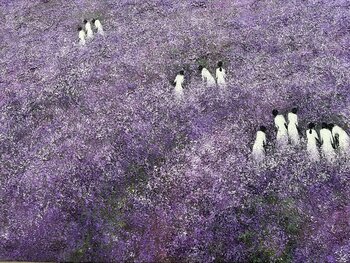 Winter flowers Trong Thuong Tran