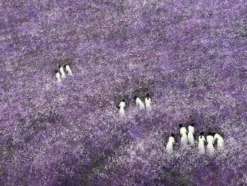 Winter flowers Trong Thuong Tran