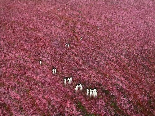 Flowering season di Trong Thuong Tran, Pittura in vendita su Singulart