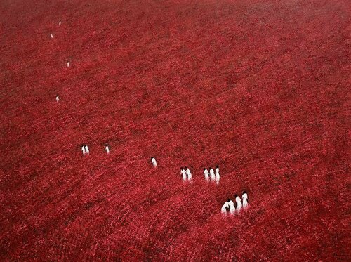 Red summer di Trong Thuong Tran, Pittura in vendita su Singulart