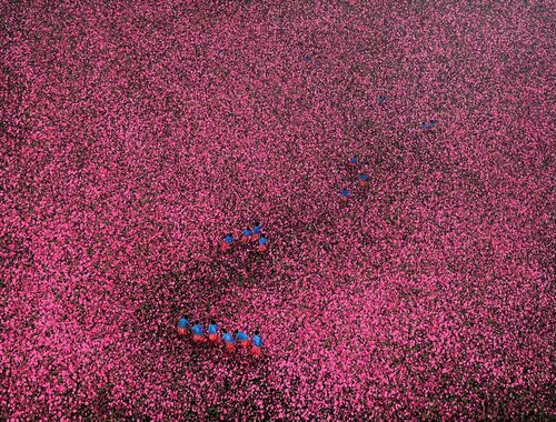 Triangular flower season van Trong Thuong Tran, Schilderij te koop op Singulart