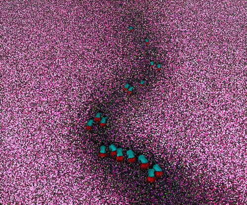 The way to the flower land No.3 Trong Thuong Tran