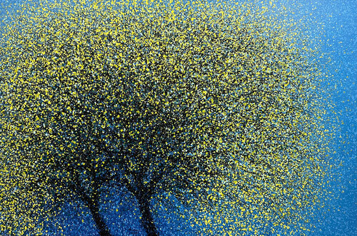 Yellow apricot blossoms in the winter sun Trong Thuong Tran