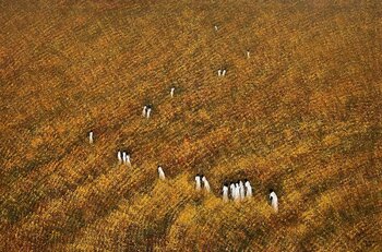 Through the golden season Trong Thuong Tran