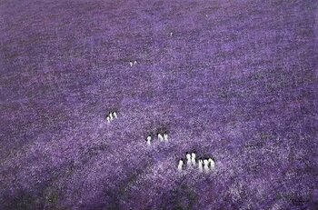 Winter flowers Trong Thuong Tran