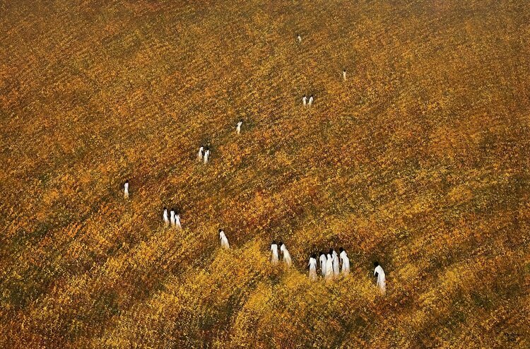 Through the golden season Trong Thuong Tran