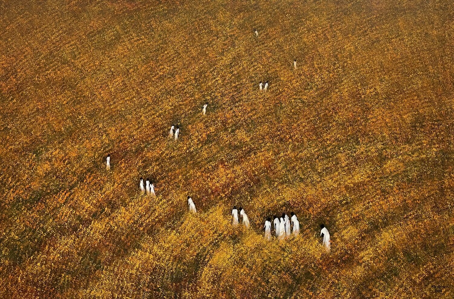 Through the golden season Trong Thuong Tran