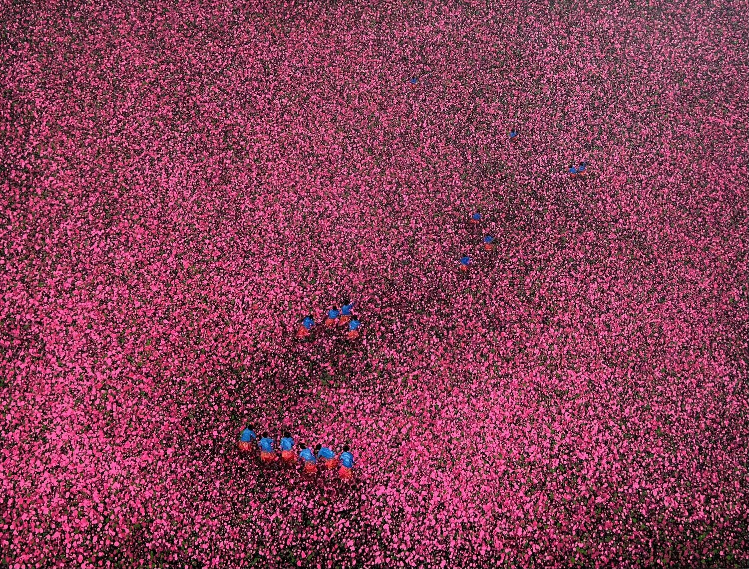 Triangular flower season Trong Thuong Tran