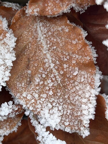 An ein Buchenblatt von Luise Kloos, Fotografie kaufen auf Singulart