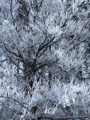 Majestetisch von Luise Kloos, Fotografie kaufen auf Singulart