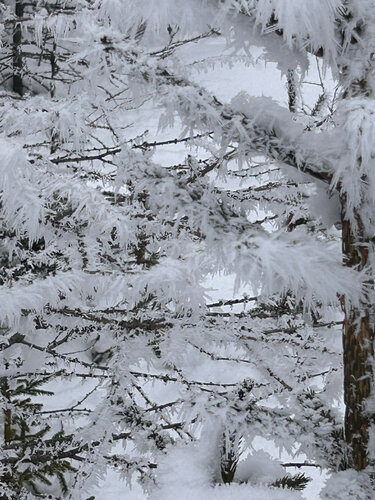Zauber des Winters von Luise Kloos, Fotografie kaufen auf Singulart