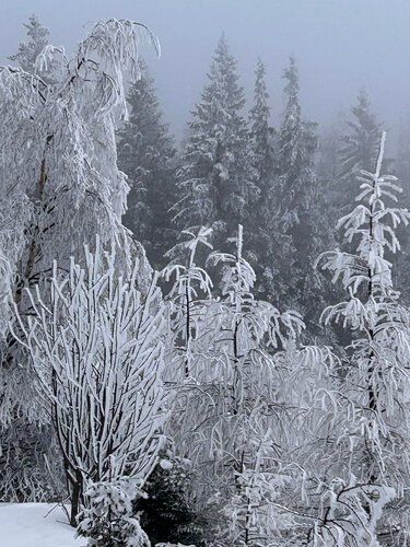 Zauber des Winters - Hochwald von Luise Kloos, Fotografie kaufen auf Singulart