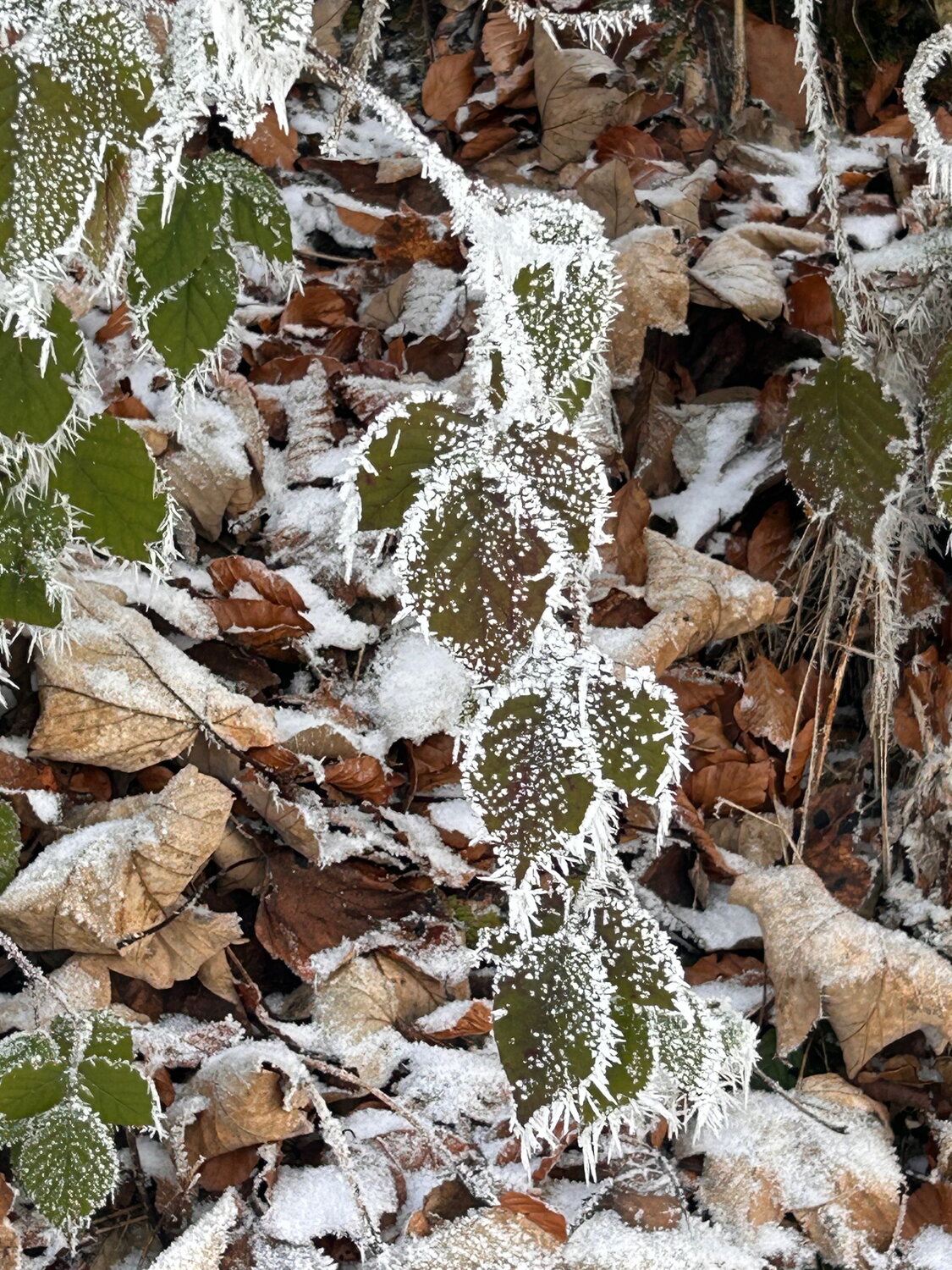 Blätter im Winter Luise Kloos