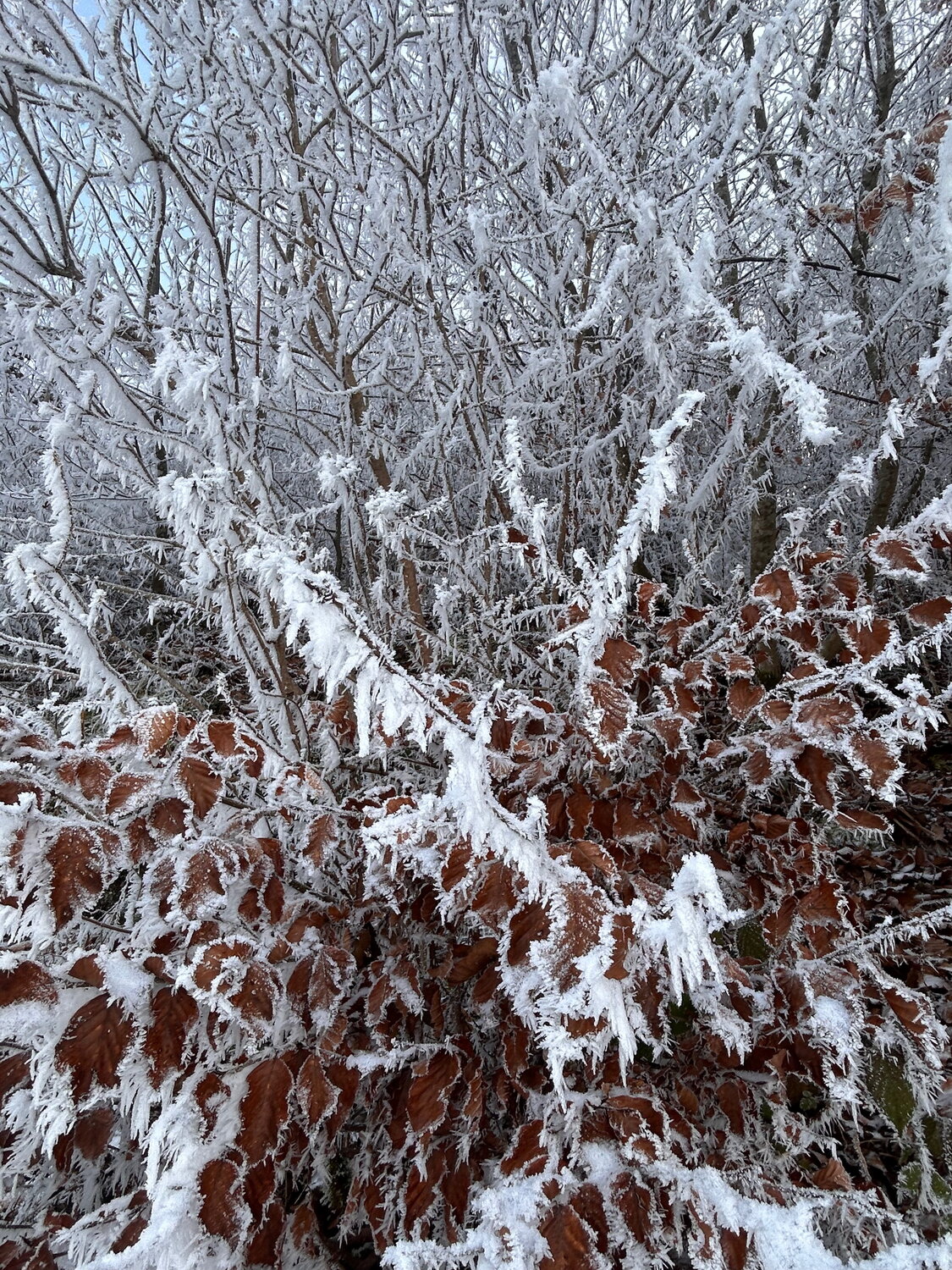 Strukturen des Winters Luise Kloos