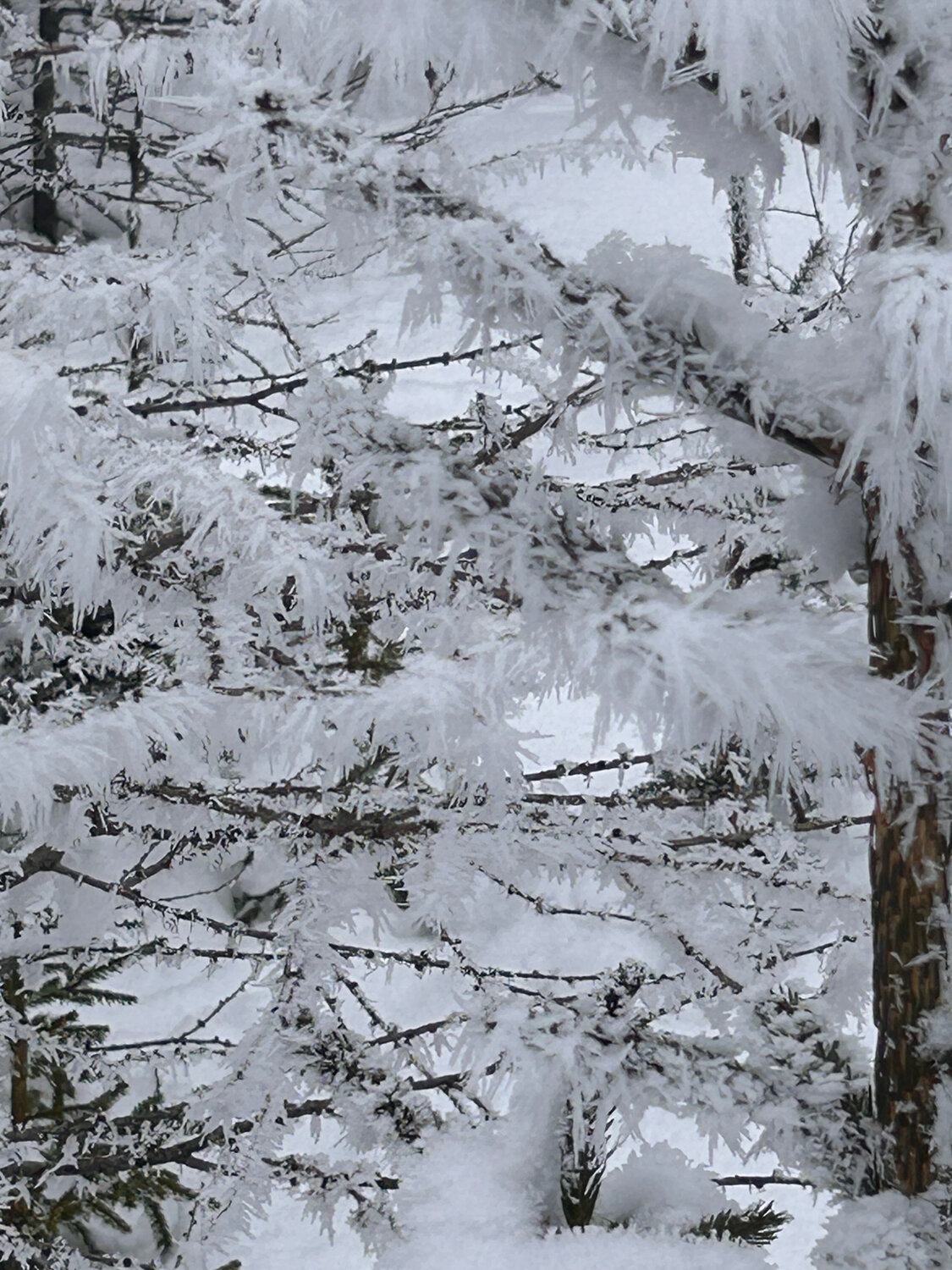Zauber des Winters Luise Kloos