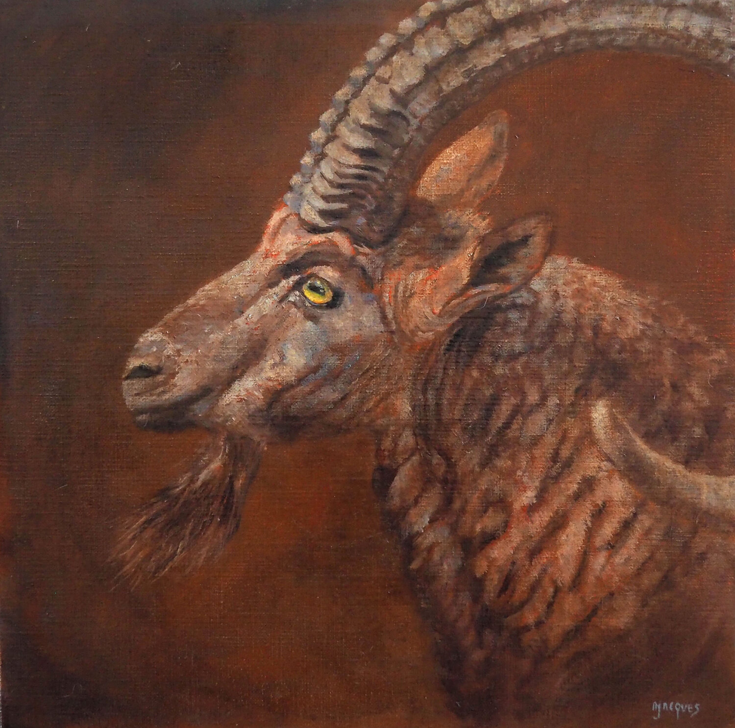 Mouflon Sylvie Ajacques