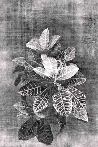 Vintage plantation von Sumit Mehndiratta, Fotografie kaufen auf Singulart