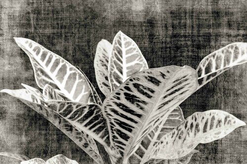 Vintage Croton plant von Sumit Mehndiratta, Fotografie kaufen auf Singulart