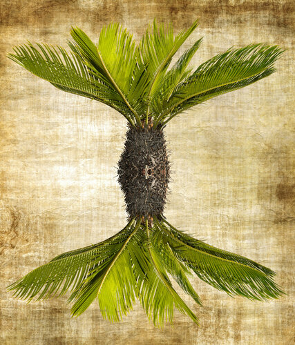 Alien botany by Sumit Mehndiratta, Photography for Sale on Singulart