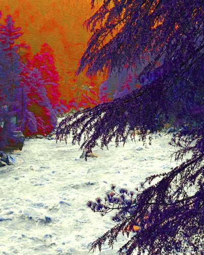 Fuchsia brush fire di Sumit Mehndiratta, Fotografia in vendita su Singulart