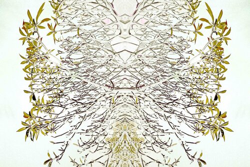 Frangipani in bliss von Sumit Mehndiratta, Fotografie kaufen auf Singulart