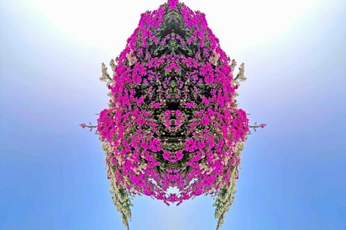 Bougainvillea bug Sumit Mehndiratta