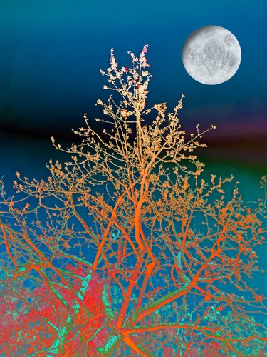Full moon flora von Sumit Mehndiratta, Fotografie kaufen auf Singulart