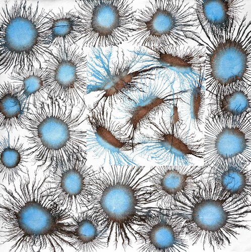 Exploflora Series No. 82 Sumit Mehndiratta