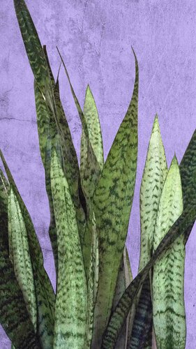 Botanic beauty 2 von Sumit Mehndiratta, Fotografie kaufen auf Singulart