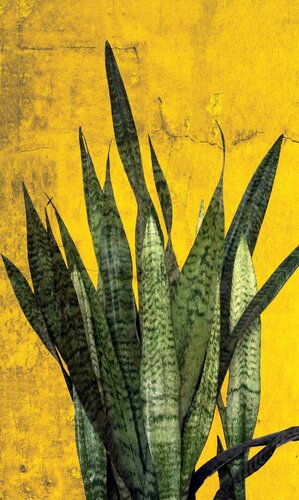 Botanic beauty 3 von Sumit Mehndiratta, Fotografie kaufen auf Singulart