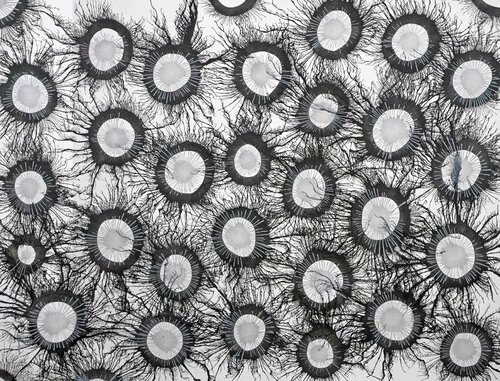 Exploflora Series No. 86 Sumit Mehndiratta