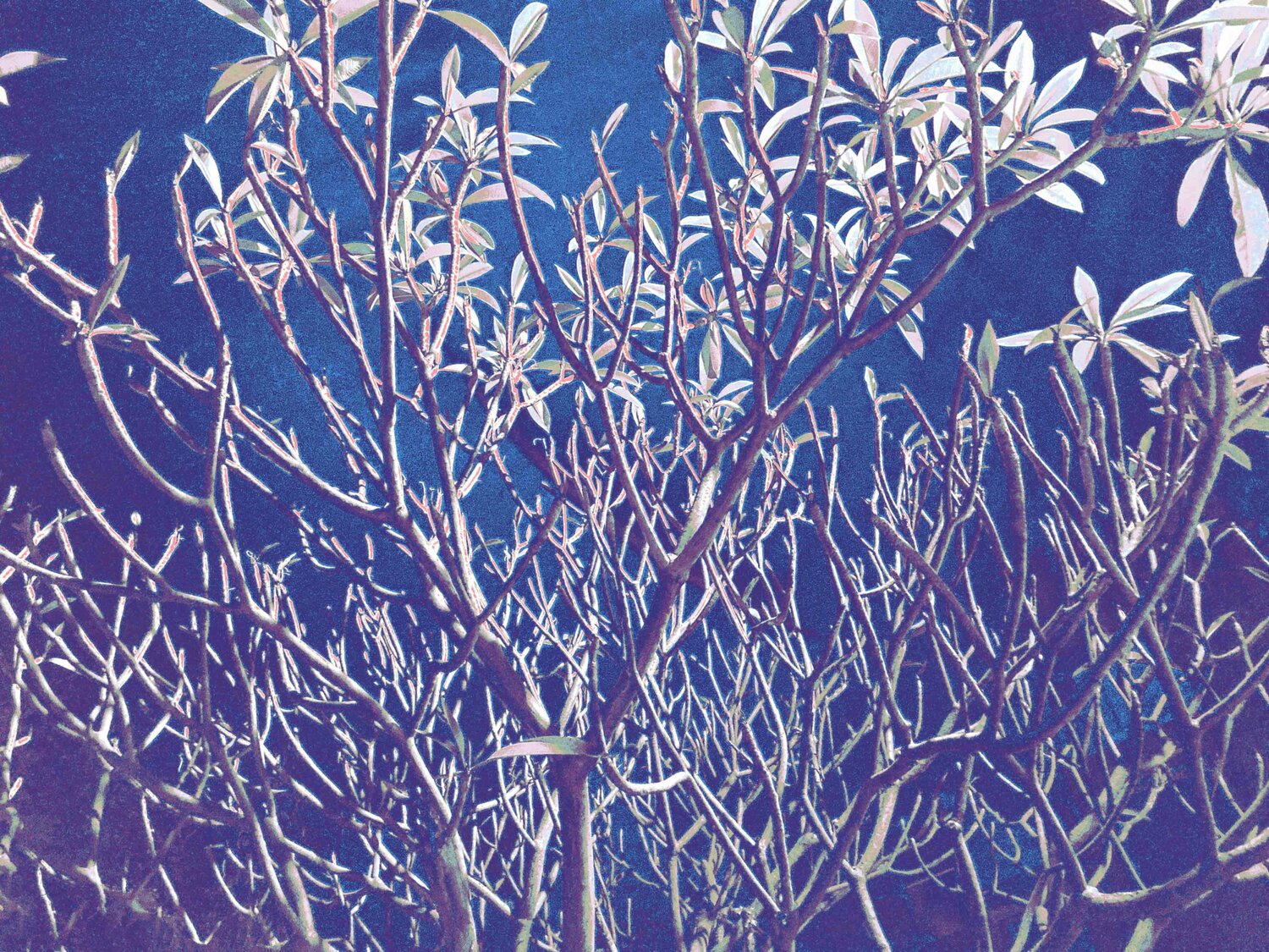 Urban jungle Sumit Mehndiratta