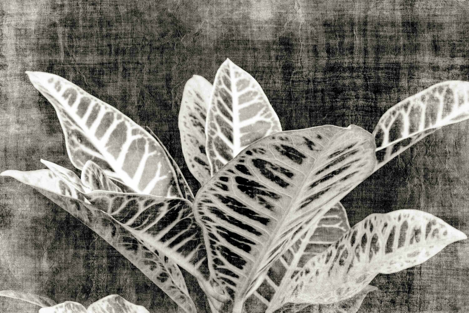 Vintage Croton plant Sumit Mehndiratta