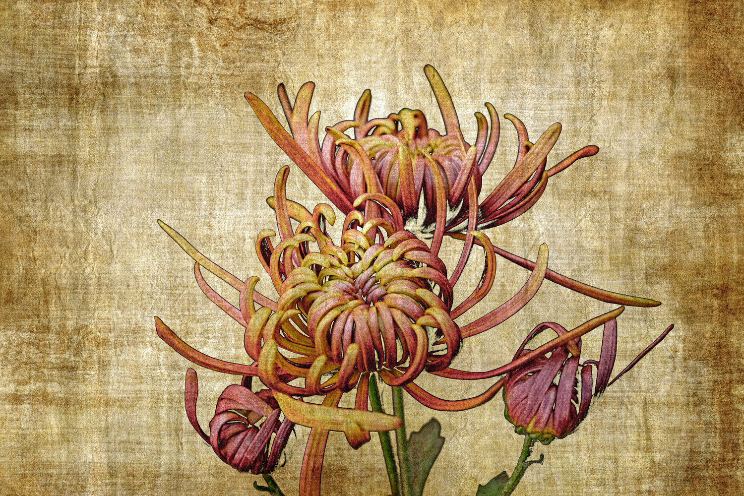 Vintage chrysanthemum Sumit Mehndiratta