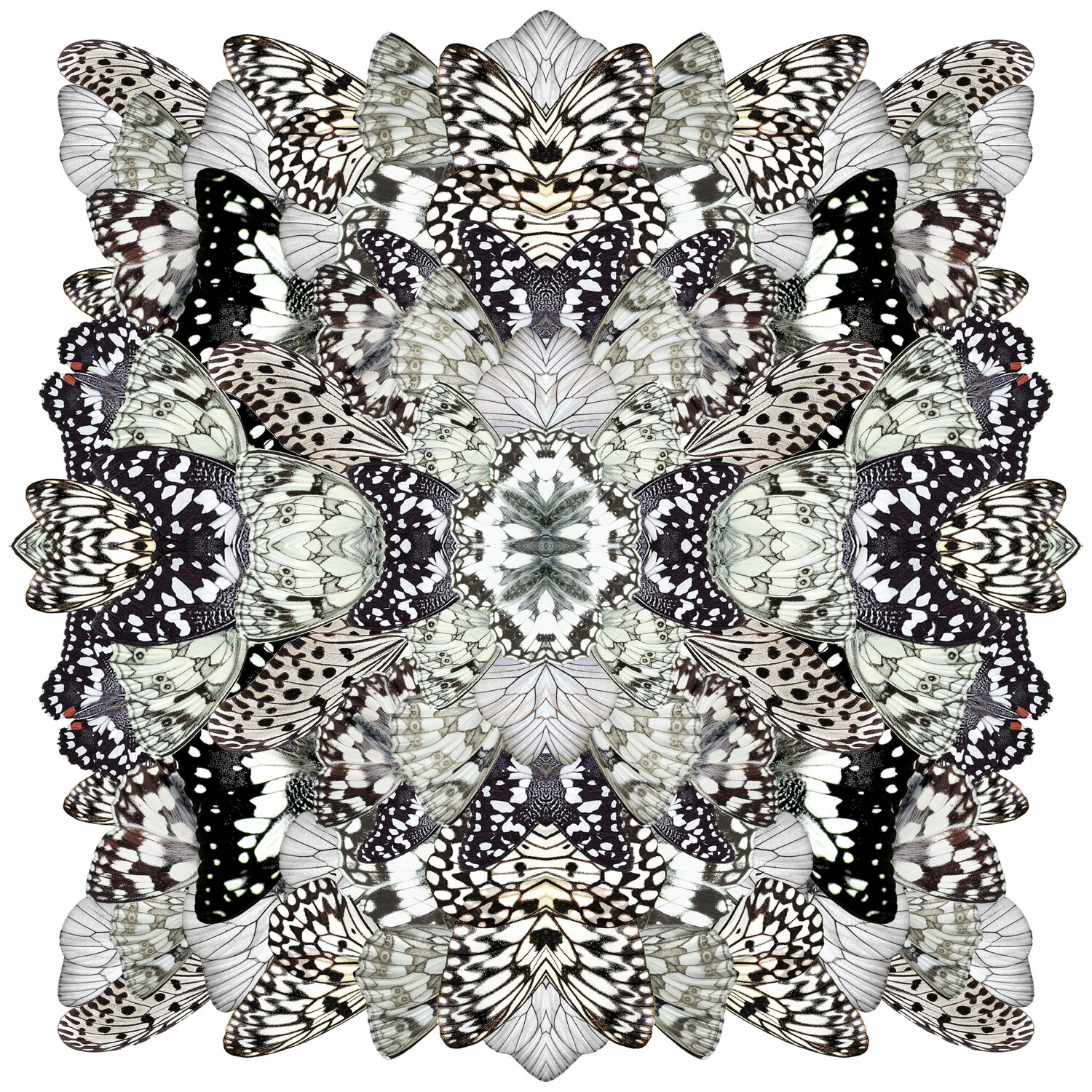 Monochromatic Metamorphosis Sumit Mehndiratta