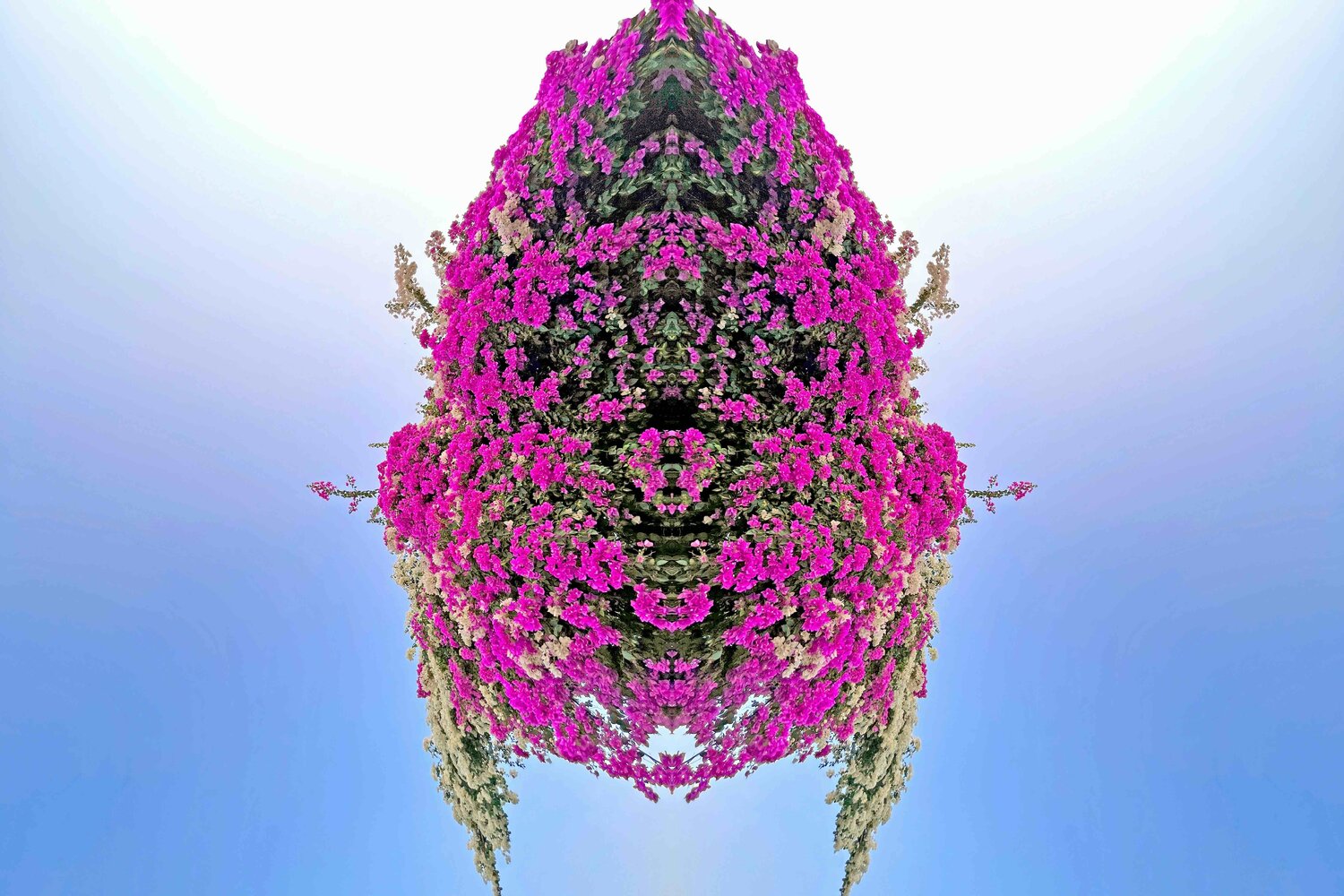 Bougainvillea bug Sumit Mehndiratta