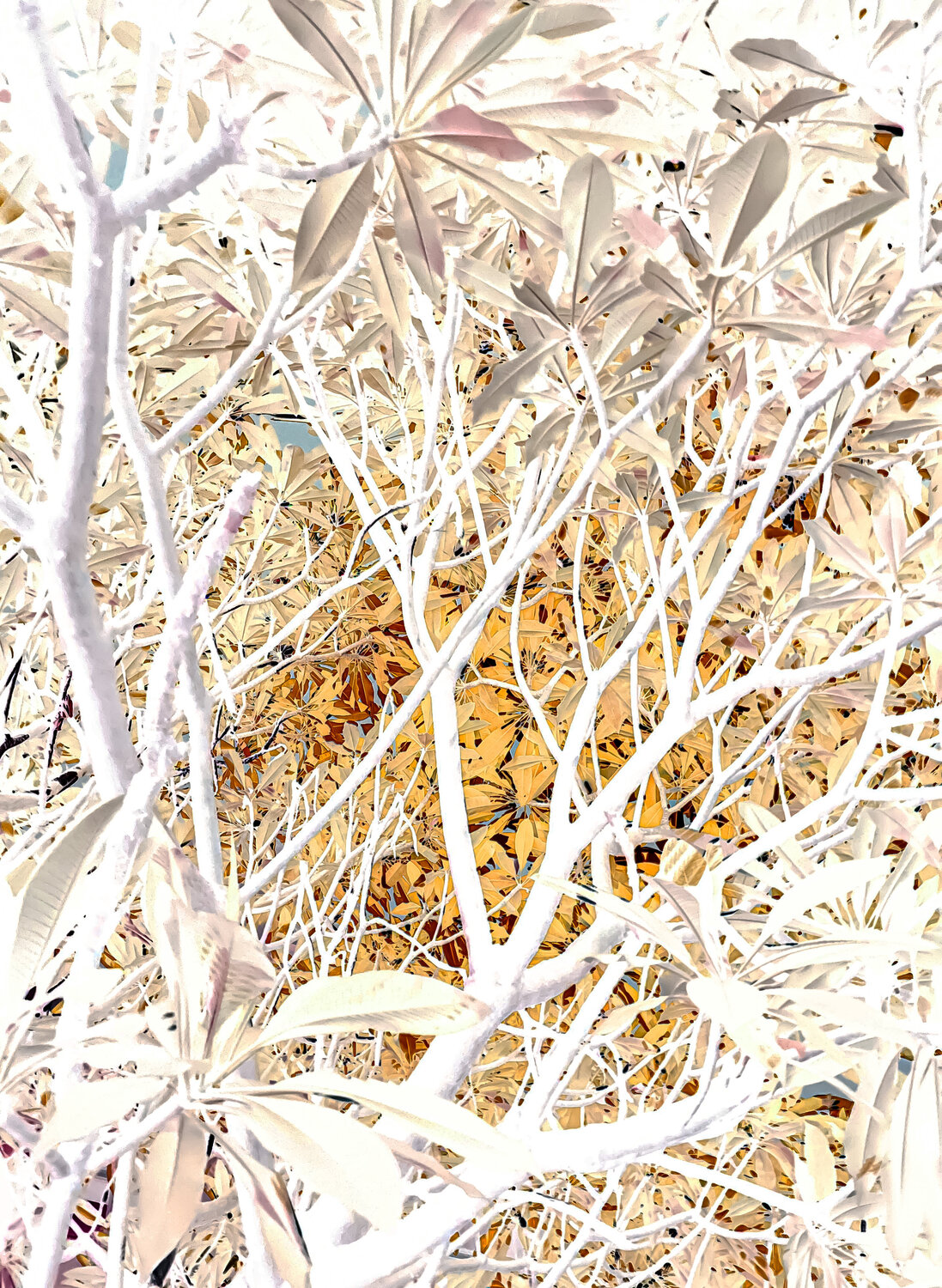 Peaking autumn Sumit Mehndiratta