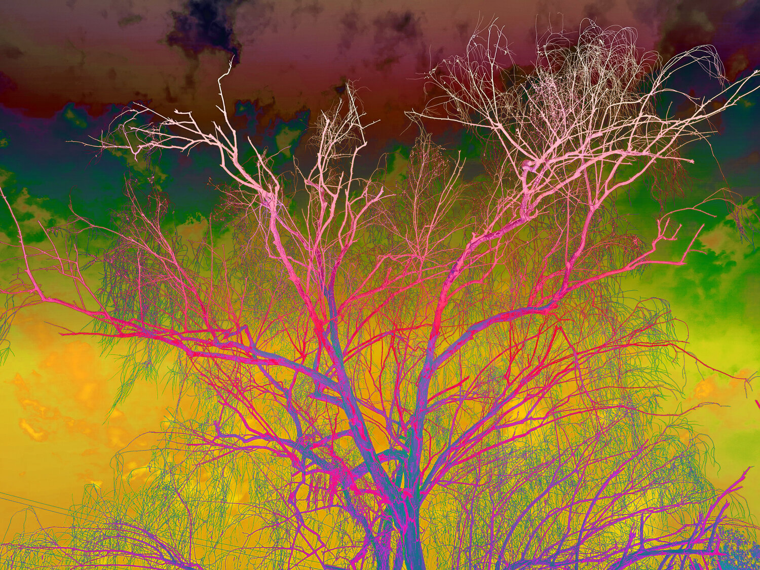 Branching out Sumit Mehndiratta